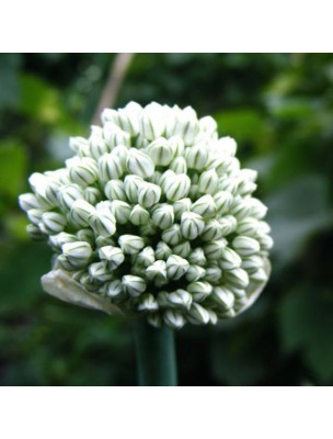 Image 18465 supplémentaire pour Ail Bio - Bulbe en poudre 100g - Tisane d'Allium sativum L.