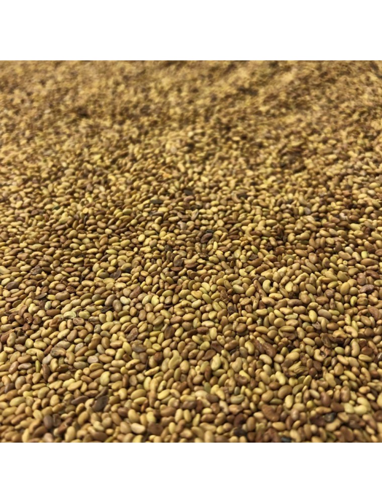 Alfalfa - Graines 100g - Tisane de Medicago sativa Alfalfa - Graines 100g - Tisane de Medicago sativa