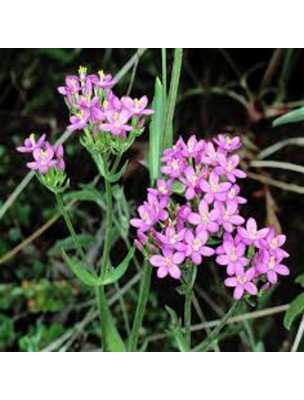 Image 18484 supplémentaire pour Centaurée petite - Sommité fleurie coupée 100g - Tisane d'Erythraea centaurium