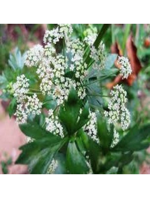 Image 18491 supplémentaire pour Ache des marais - Feuille coupée 100g - Tisane d'Apium graveolens