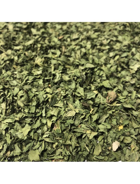 Image principale de Ache des marais - Feuille coupée 100g - Tisane d'Apium graveolens