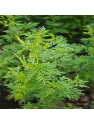 Absinthe petite - Sommité coupée 100g - Tisane d'Artemisia pontica