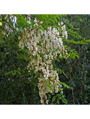 Acacia robinier - Fleurs 100g - Tisane de Robinia pseudoacacia