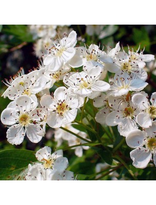 Image 18704 supplémentaire pour Aubépine Macérat de bourgeons Bio - Crateagus laevigata 50 ml - Alphagem