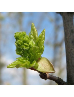 Image 18841 supplémentaire pour Erable Macérat de bourgeons Bio - Acer campestris 50 ml - Alphagem