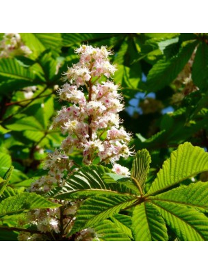 Image 18977 supplémentaire pour Marronnier Macérat de bourgeons Bio - Aesculus hippocastanum 50 ml - Alphagem