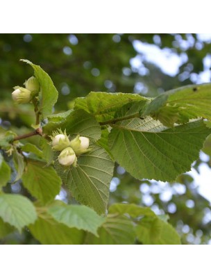 Image 18996 supplémentaire pour Noisetier Macérat de bourgeons Bio - Corylus avellana 50 ml - Alphagem