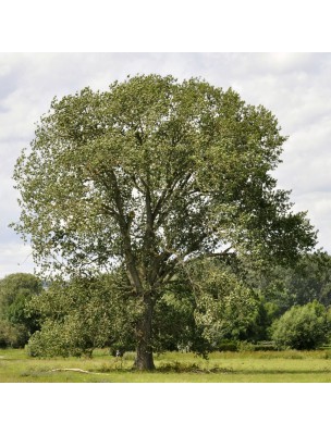 Image 19031 supplémentaire pour Peuplier Macérat de bourgeons Bio - Populus nigra 50 ml - Alphagem