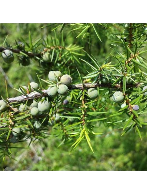 Genévrier Bio - Huile essentielle Juniperus communis var alpina 5