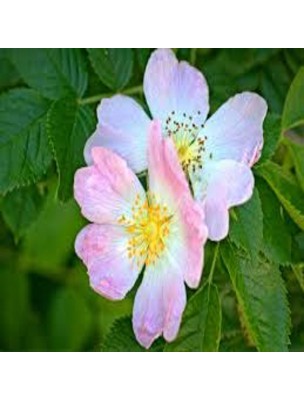 Image 19144 supplémentaire pour Rosier sauvage Macérat de bourgeons Bio - Rosa canina 50 ml - Alphagem