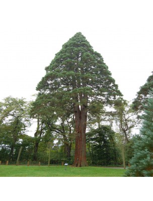 Image 19164 supplémentaire pour Sequoia Macérat de jeunes pousses Bio - Sequoiadendron giganteum 50 ml - Alphagem