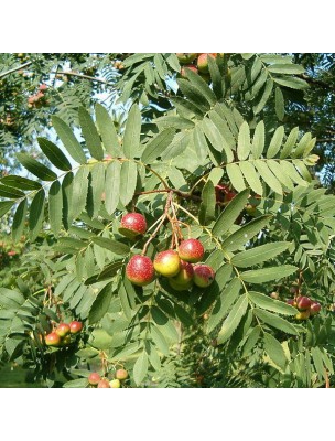 Image 19170 supplémentaire pour Sorbier Macérat de bourgeons Bio - Sorbus Aucuparia 50 ml - Alphagem