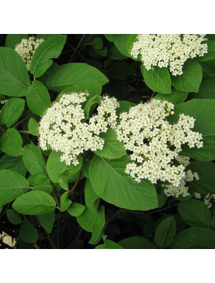 Image 19215 supplémentaire pour Viorne Macérat de bourgeons Bio - Viburnum lantana 50 ml - Alphagem