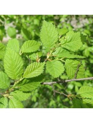 Image 19295 supplémentaire pour Orme Macérat de bourgeons Bio - Ulmus glabra 15 ml - Alphagem