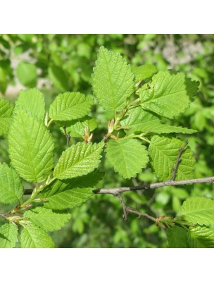 Image 19295 supplémentaire pour Orme Macérat de bourgeons Bio - Ulmus glabra 15 ml - Alphagem