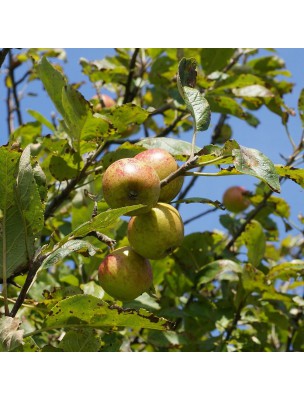 Image 19328 supplémentaire pour Pommier Macérat de bourgeons Bio - Malus sylvestris 15 ml - Alphagem