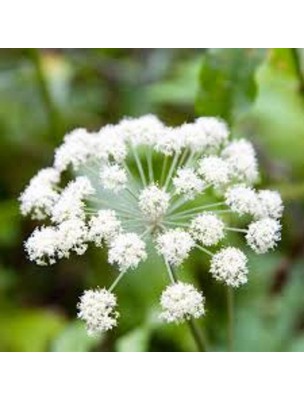 Image 19349 supplémentaire pour Angélique Bio - Racine poudre 100g - Tisane d'Angelica archangelica L.