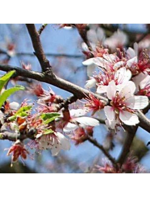 Amandier Macérat de bourgeons Bio - Prunus dulcis 15 ml - Alphagem