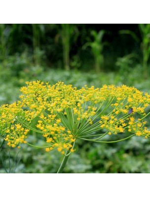 Image 19477 supplémentaire pour Aneth Bio - Feuilles 100g - Tisane d'Anethum graveolens L.