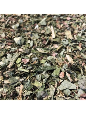 Image de Angelica - Cut leaf 100g - Angelica archangelica herbal tea depuis Herbs of the herbalist's shop Louis (2)