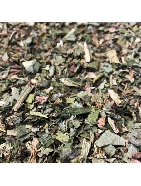 Image principale de Angélique - Feuille coupée 100g - Tisane d'Angelica archangelica