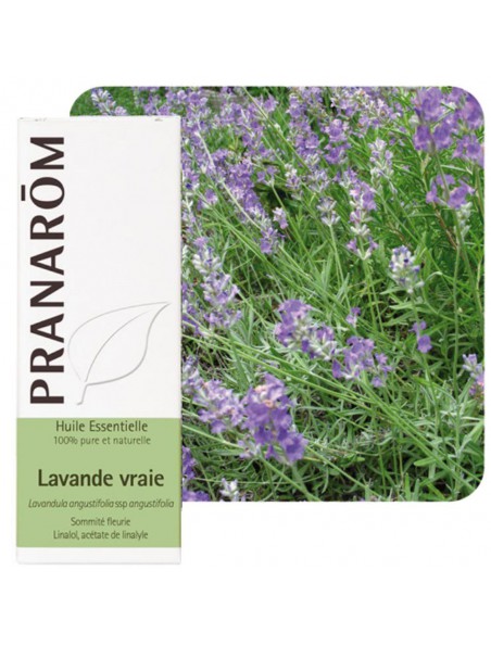 Huile essentielle bio de Lavande fine (Lavandula officinalis)