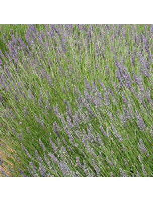 Image 19551 supplémentaire pour Lavande vraie - Huile essentielle Lavandula angustifolia 10 ml - Pranarôm