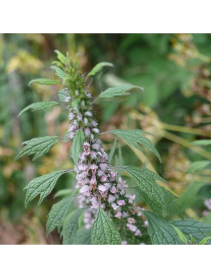 Image 19557 supplémentaire pour Agripaume - Sommité coupée 100g - Tisane de Leonurus cardiaca