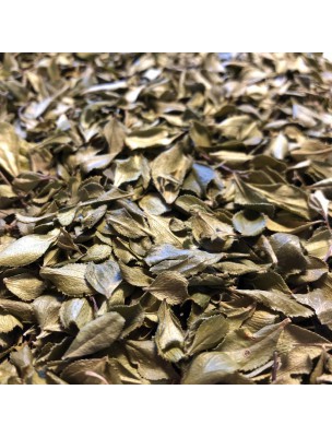 Image de Buchu - Cut leaf 100g - Herbal Tea from Barosma betulina depuis Buds for urinary comfort