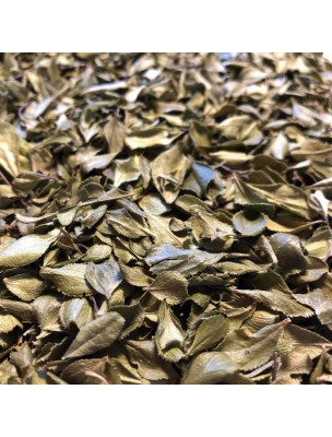 Image de Buchu - Feuille coupée 100g - Tisane de Barosma betulina depuis Résultats de recherche pour "Tisane Confort "