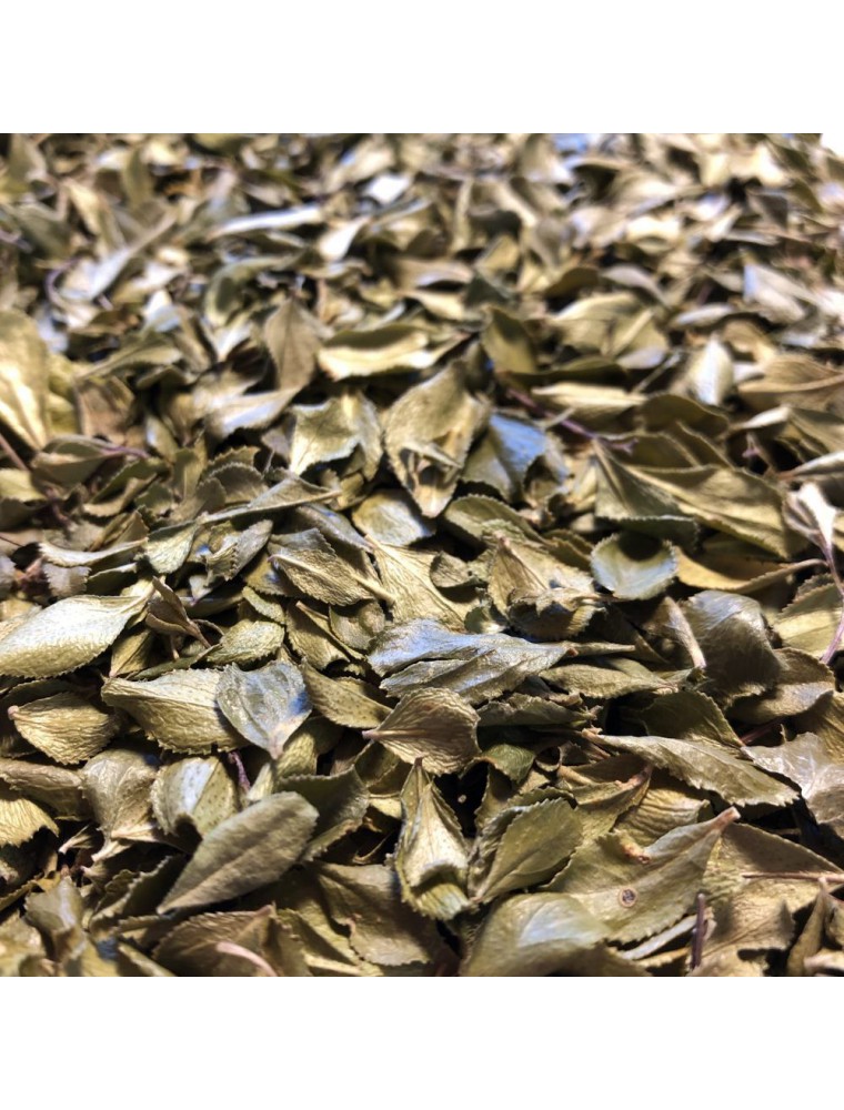 Image principale de la modale pour Buchu - Feuille coupée 100g - Tisane de Barosma betulina