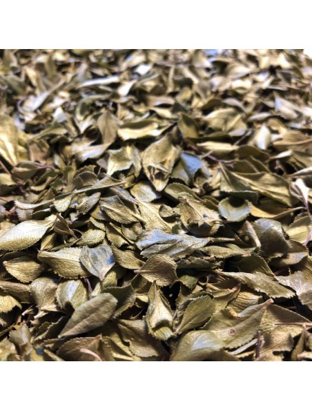 Image principale de Buchu - Feuille coupée 100g - Tisane de Barosma betulina