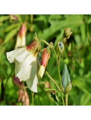 https://www.louis-herboristerie.com/20360-home_default/ambrette-seeds-100g-hibiscus-abelmoschus-herbal-tea.jpg