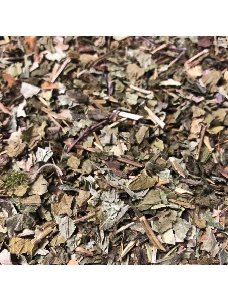 Image principale de Lierre terrestre - Partie aérienne coupée 100g - Tisane Glechoma hederacea.