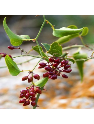 Image 20410 supplémentaire pour Salsepareille grise du Mexique - Racine coupée 100g - Tisane Smilax medica.
