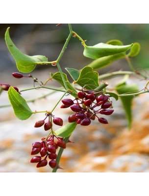 Image 20410 supplémentaire pour Salsepareille grise du Mexique - Racine coupée 100g - Tisane Smilax medica.