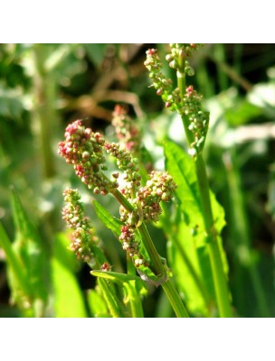 Image 20416 supplémentaire pour Oseille - Partie aérienne coupée 100g - Tisane Rumex acetosa.