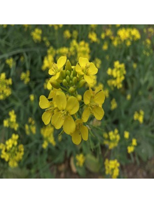 https://www.louis-herboristerie.com/20531-home_default/brown-mustard-organic-seeds-100g-herbal-tea-brassica-junicea-l.jpg