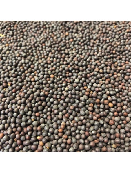 Moutarde Brune Bio - Graines 100g - Tisane Brassica junicea L. Moutarde Brune Bio - Graines 100g - Tisane Brassica junicea L.