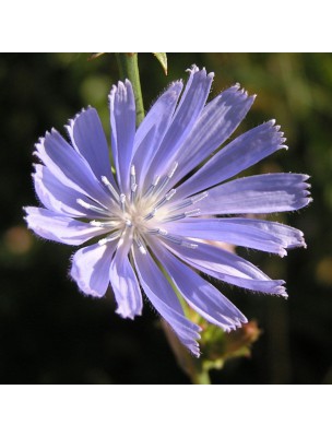 Image 20780 supplémentaire pour Chicorée Bio - Racine poudre 100g - Tisane Cichorium intybus L.