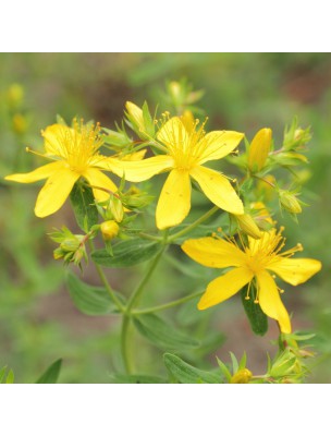 Image 20796 supplémentaire pour Millepertuis Bio - Partie aérienne poudre 100g - Hypericum perforatum L.