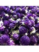 Amarantine Bio - Fleur 100g - Gomphrena globosa L.