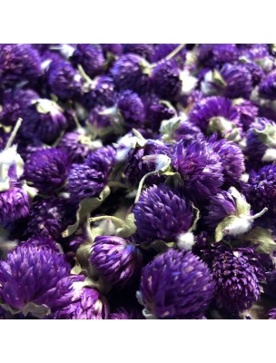 Image de Amarantine Bio - Fleur 100g - Gomphrena globosa L. via Romarin - Fumigation - Fagot 15-20g