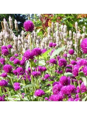 Image 20801 supplémentaire pour Amarantine Bio - Fleur 100g - Gomphrena globosa L.