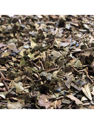 Image de Pervenche petite - Feuille coupée 100g - Vinca minor depuis ▷▷ Tisanes de plantes commençant par la lettre P