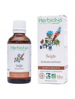 Image de Seigle Macérât de bourgeon Bio - Purification et Minceur 50 ml - Herbiolys depuis Découvrez nos bourgeons unitaires naturels pour un bien-être complet (6)