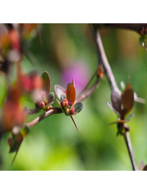 Image 20937 supplémentaire pour Epine vinette - Dépurative et Tonique Teinture-mère Berberis vulgaris 50 ml - Herbiolys