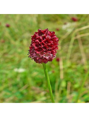 Image 20943 supplémentaire pour Grande Sanguisorbe - Diarrhée et Digestion Teinture-mère Sanguisorba officinalis 50 ml - Herbiolys