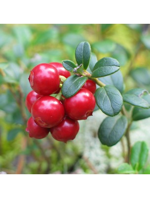 Image 20976 supplémentaire pour Airelle rouge - Ménopause et Ostéoporose Teinture-mère Vaccinium vitis idaea 50 ml - Herbiolys