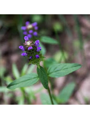 Image 21019 supplémentaire pour Brunelle - Sang et Peau -Teinture-mère Prunella vulgaris 50 ml - Herbiolys